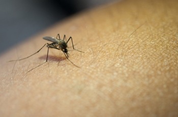 Risco de dengue em galpão de estoque gera indenização para trabalhadora de rede de loja em Ouro Preto