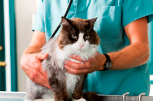 Divisão de faturamento e ausência de controle de jornada entre veterinária e pet shop afastam vínculo de emprego